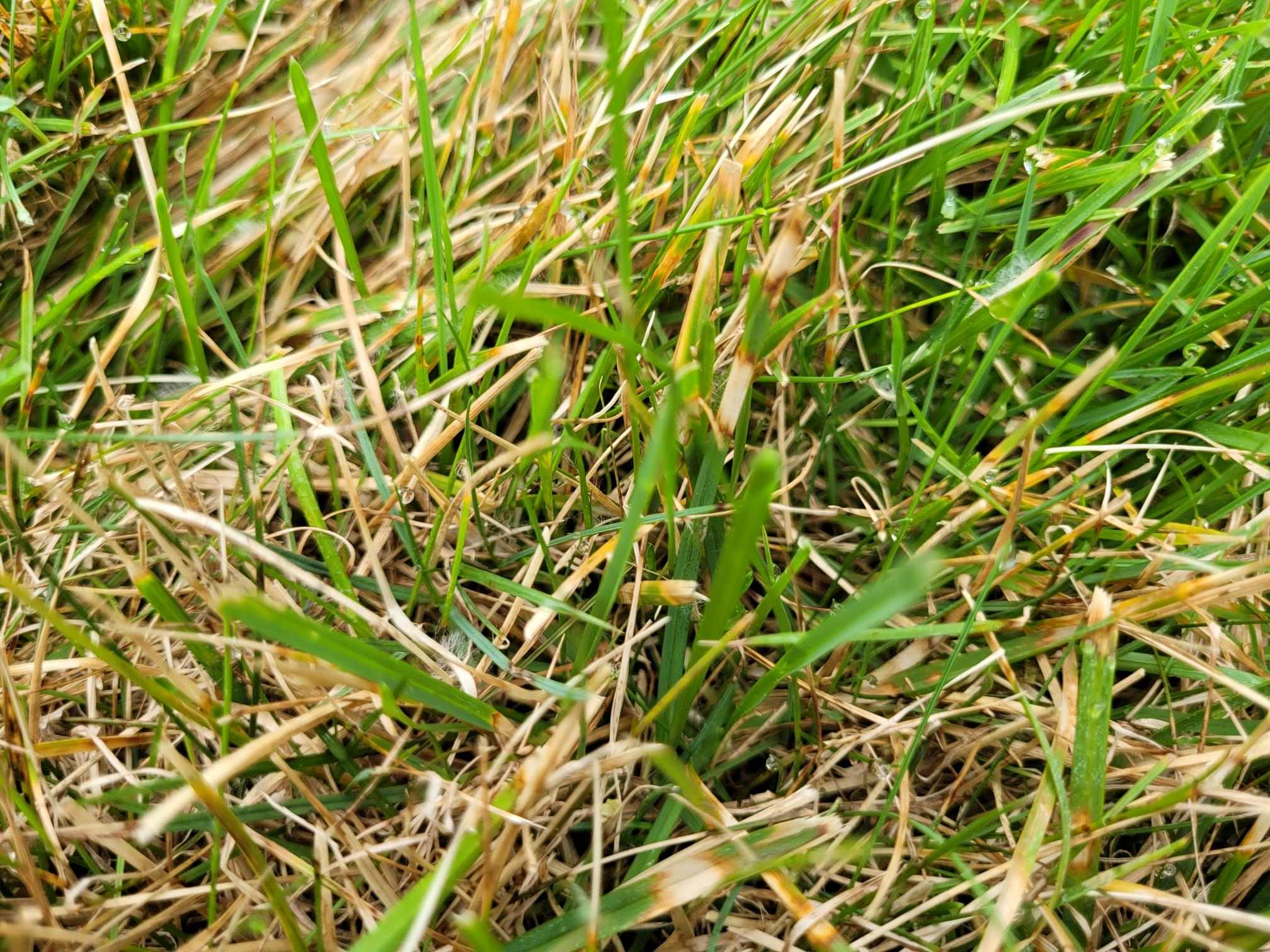 Dollar spot fungus banding on multiple grass blades. | Tom Morgan, Owen Tree & Lawn Care