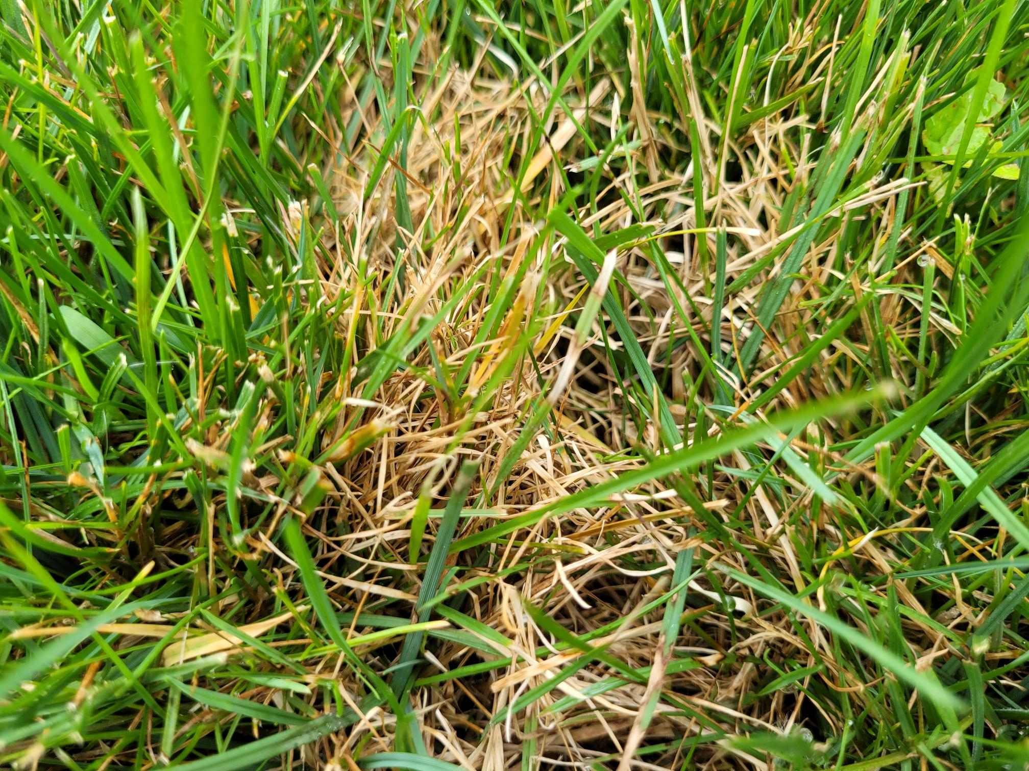 Dollar spot patch showing fungus banding on grass blades. | Tom Morgan, Owen Tree & Lawn Care