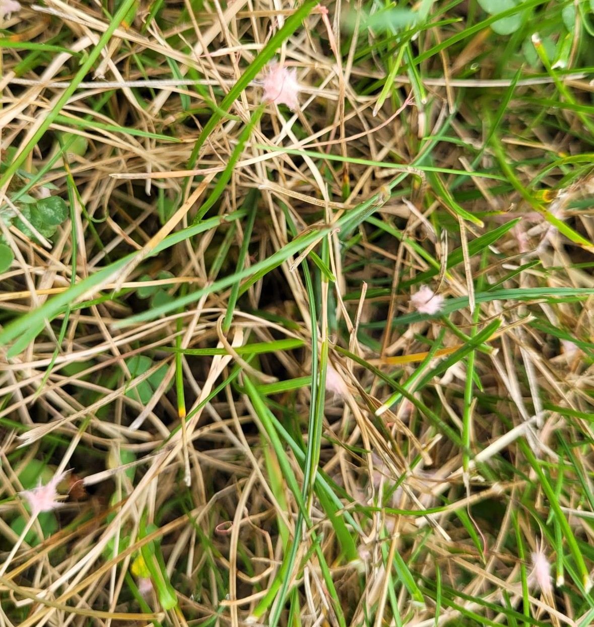 Brown grass blades caused by red thread fungus infection. | Tom Morgan, Owen Tree & Lawn Care