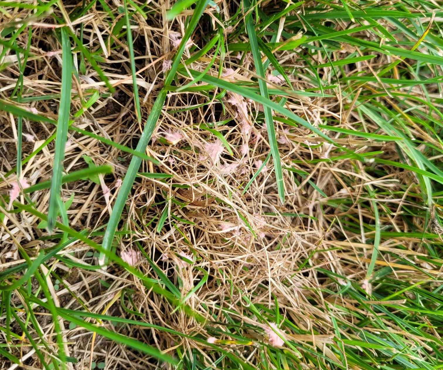 Red thread fungus infection in lawn. | Tom Morgan, Owen Tree & Lawn Care