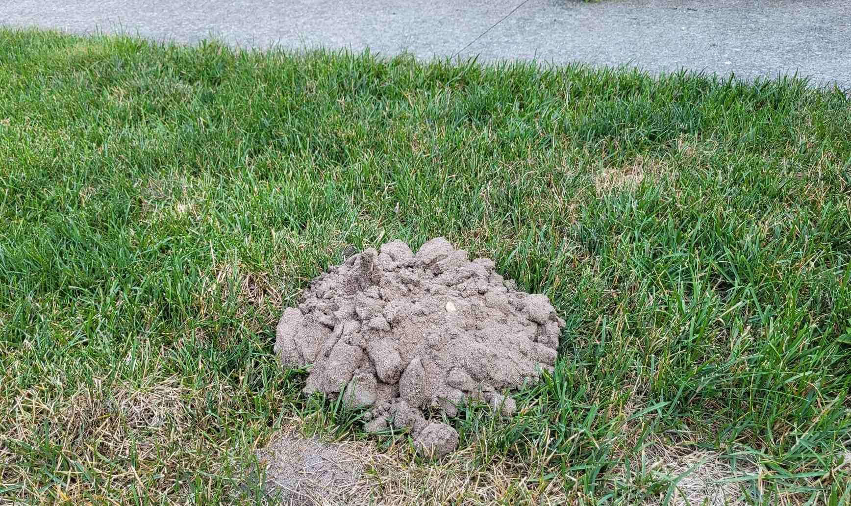 Mole mound, commonly found in spring or fall on lawns. | Tom Morgan, Owen Tree & Lawn Care