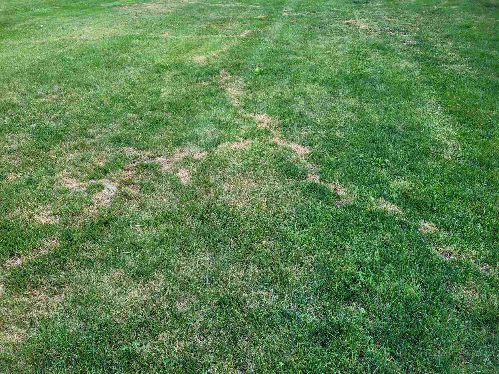 Mole tunnels showing brown, damaged grass plants. | Tom Morgan, Owen Tree & Lawn Care
