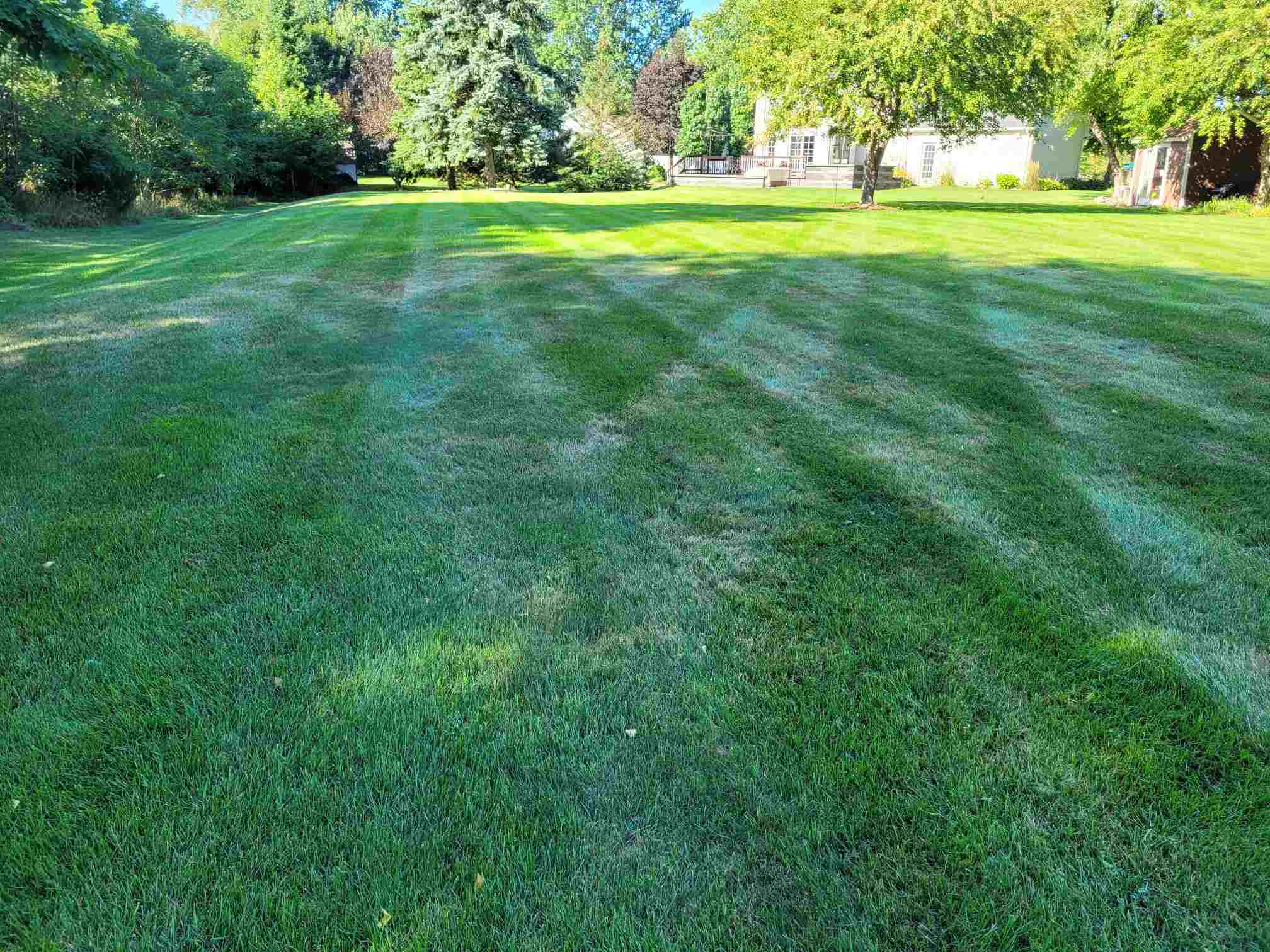Kentucky bluegrass lawn. | Owen Tree and Lawn Care