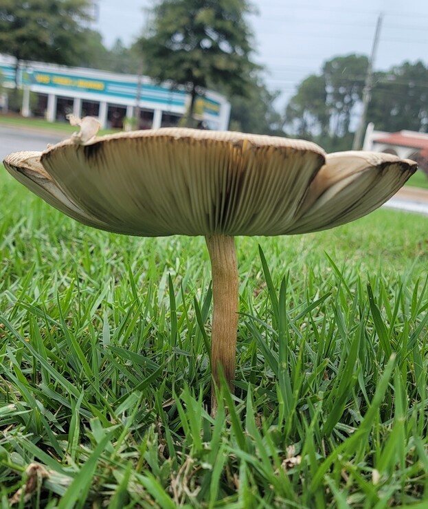 False parasol fruiting body. | Rebekah D. Wallace, Univ. of Georgia, Bugwood.org