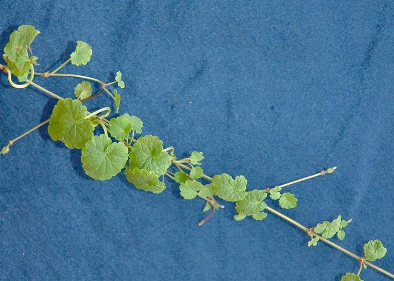 Supporting image for blog post: Ground Ivy: What It Is and Why It Keeps Coming Back