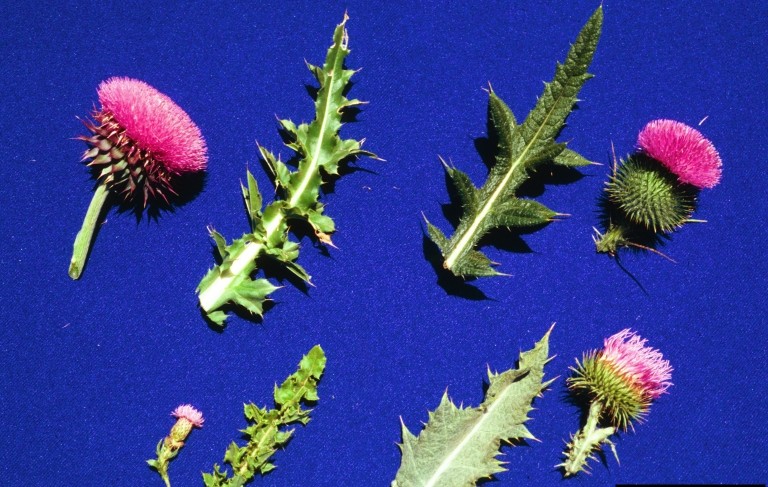 Clockwise from top left: Musk, Bull, Scotch, and Canada thistle. | Steve Dewey, Utah State Univ., Bugwood.org
