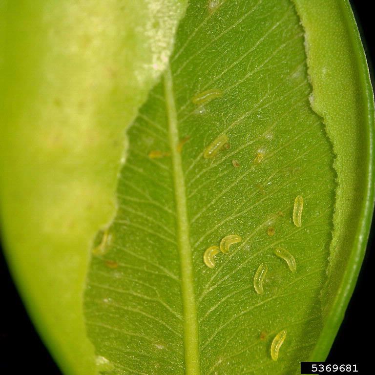 Leafminer larvae boxwood