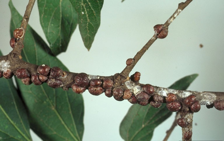 Lecanium scale insects on branch.|James Solomon, USDA Forest Service, Bugwood.org