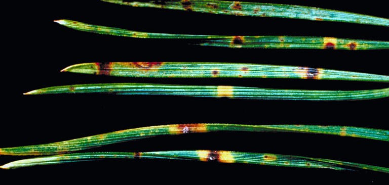 Lophodermium needlecast fruiting bodies on pine needles. | USDA Forest Service , USDA Forest Service, Bugwood.org
