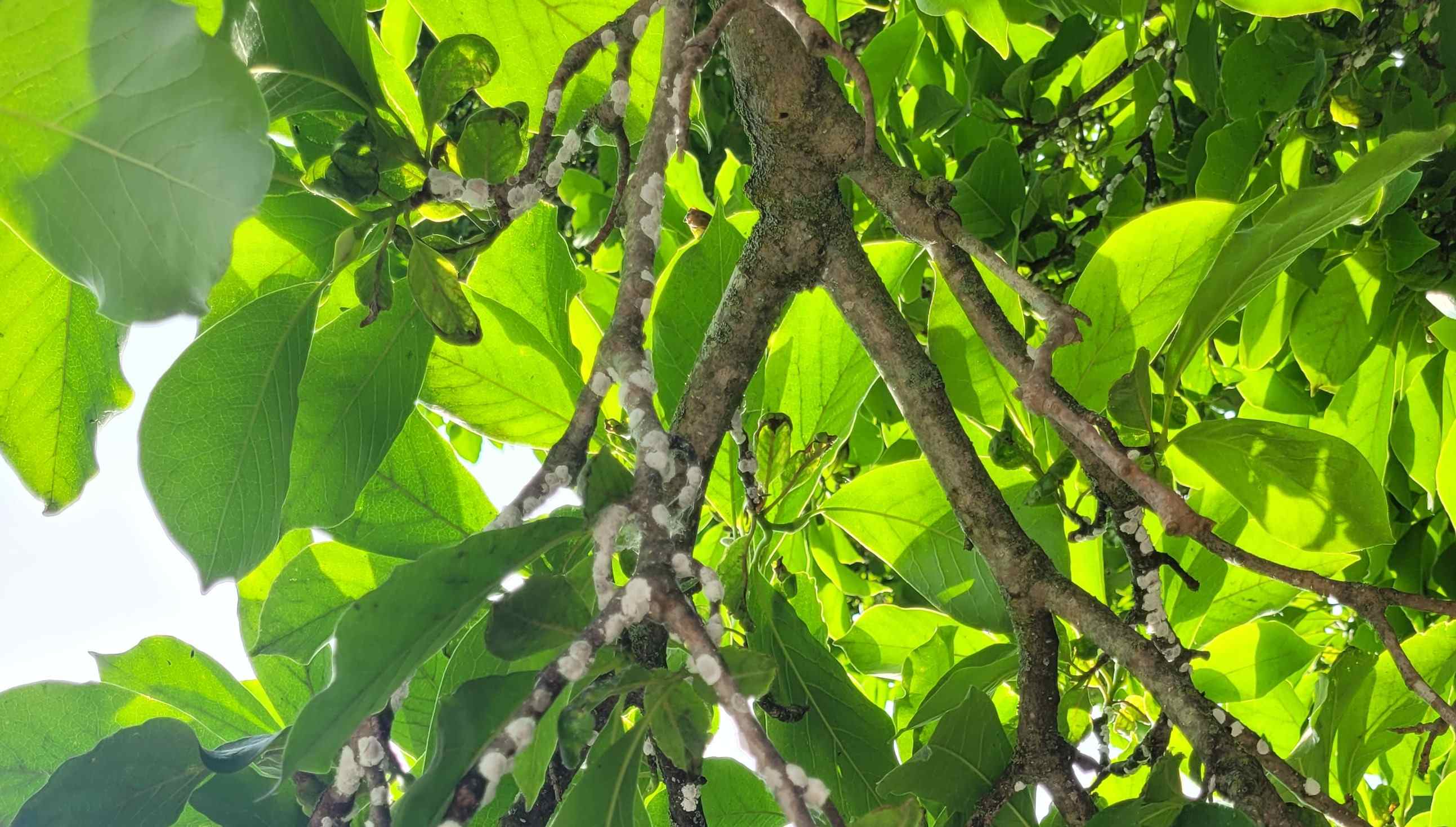 Magnolia scale on bottom of magnolia branches. Photo: David Evans, Owen Tree Service