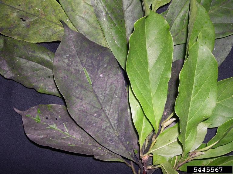 Sooty mold on magnolia leaves caused by magnolia scale. | Sarah Vanek, Bugwood.org