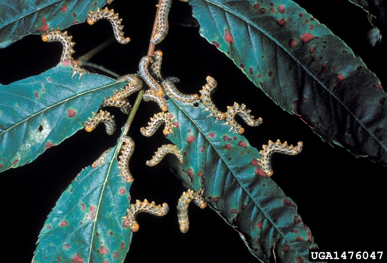 Mountain-ash larvae feeding activity;  Photo: Howard Ensign Evans, Colorado State University, Bugwood.org 