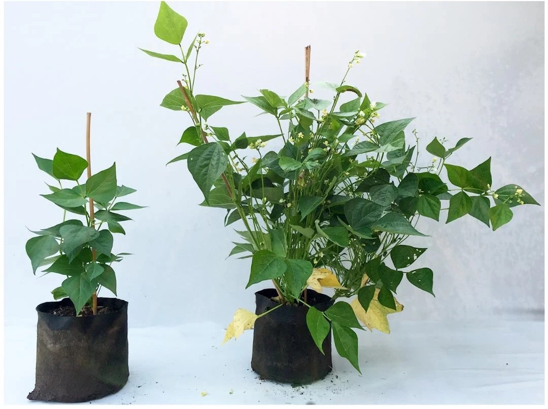 Beans inoculated with mycorrhizae (right) versus untreated (left). Photo:  Plant Success Organics