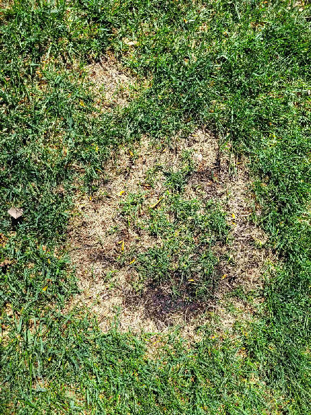 Necrotic ring spot showing dead circle of grass with live grass in the middle. | Tom Morgan, Owen Tree & Lawn Care