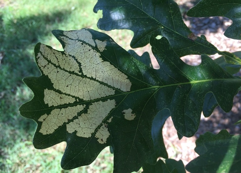 Supporting image for blog post: Oak Leaf Skeletonizer: A Tiny Pest with a Big Impact in Oakland County