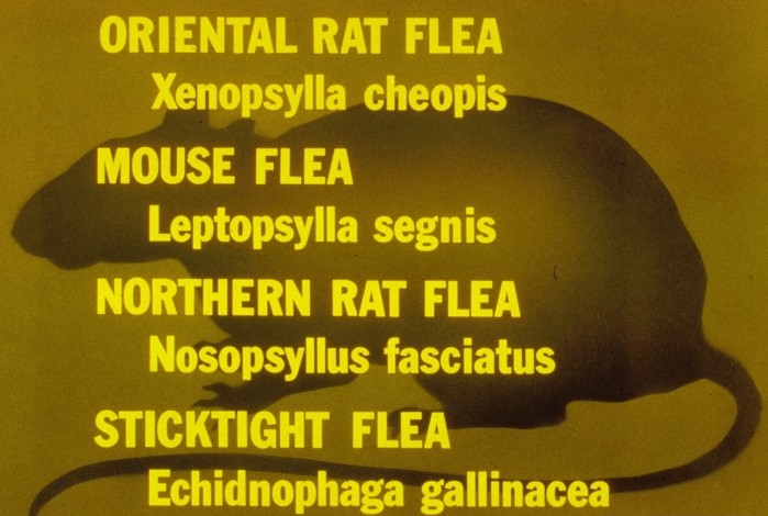 Rat and mouse flea species. | Centers for Disease Control and Prevention, Bugwood.org
