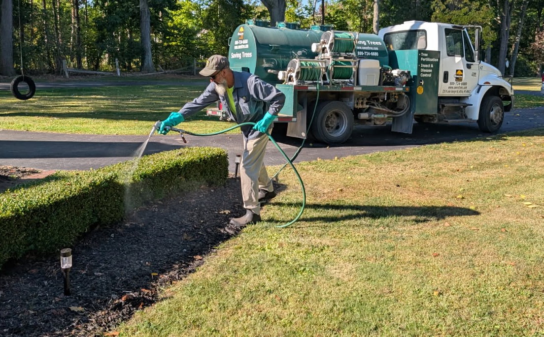 Spraying Boxwood shrubs. | Brad Dunkin, Owen Tree & Lawn Care