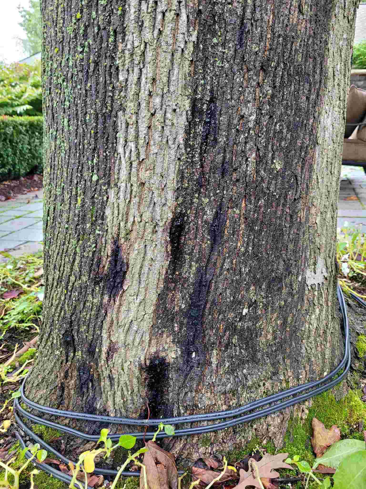 Bark 