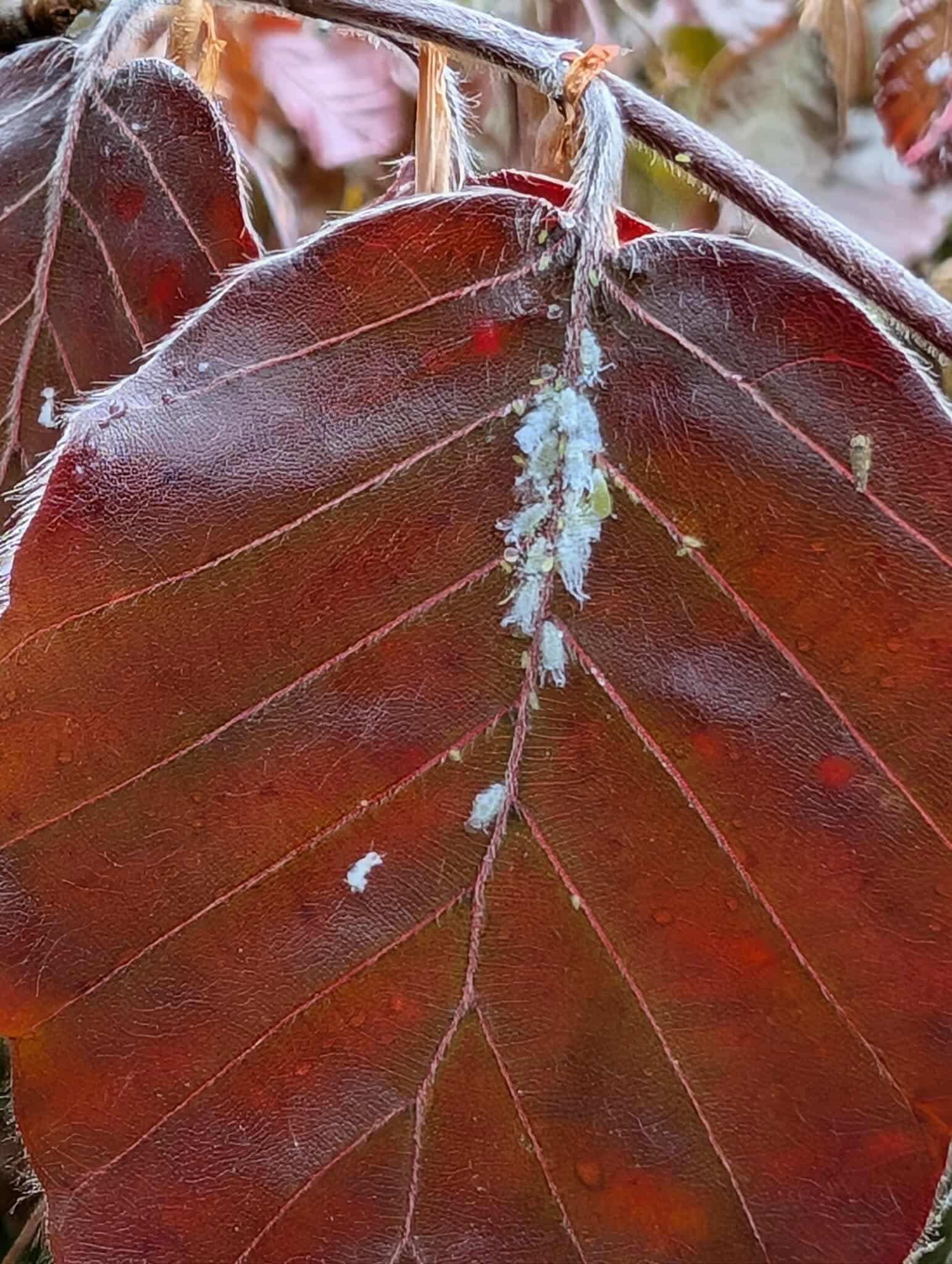 White woolly aphids on purple leaf beech tree. | Ryan Crosby, Owen Tree and Lawn Care
