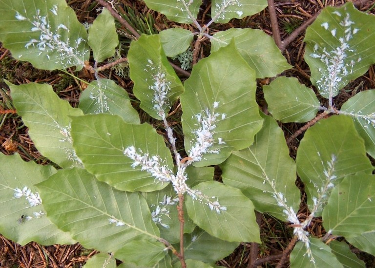 Woolly beech aphid on beech twig and leaves. | Haruta Ovidiu, Univ. of Oradea, Bugwood.org