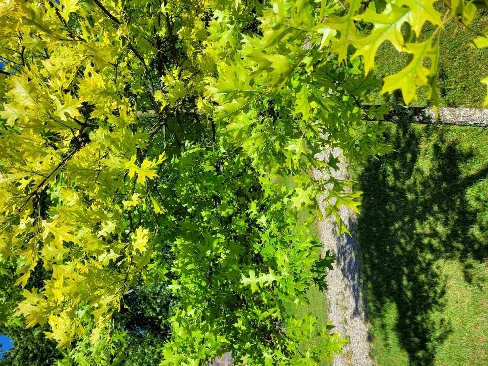 Iron Chlorosis causing leaf yellowing on pin oak. | Tom Morgan, Owen Tree Service