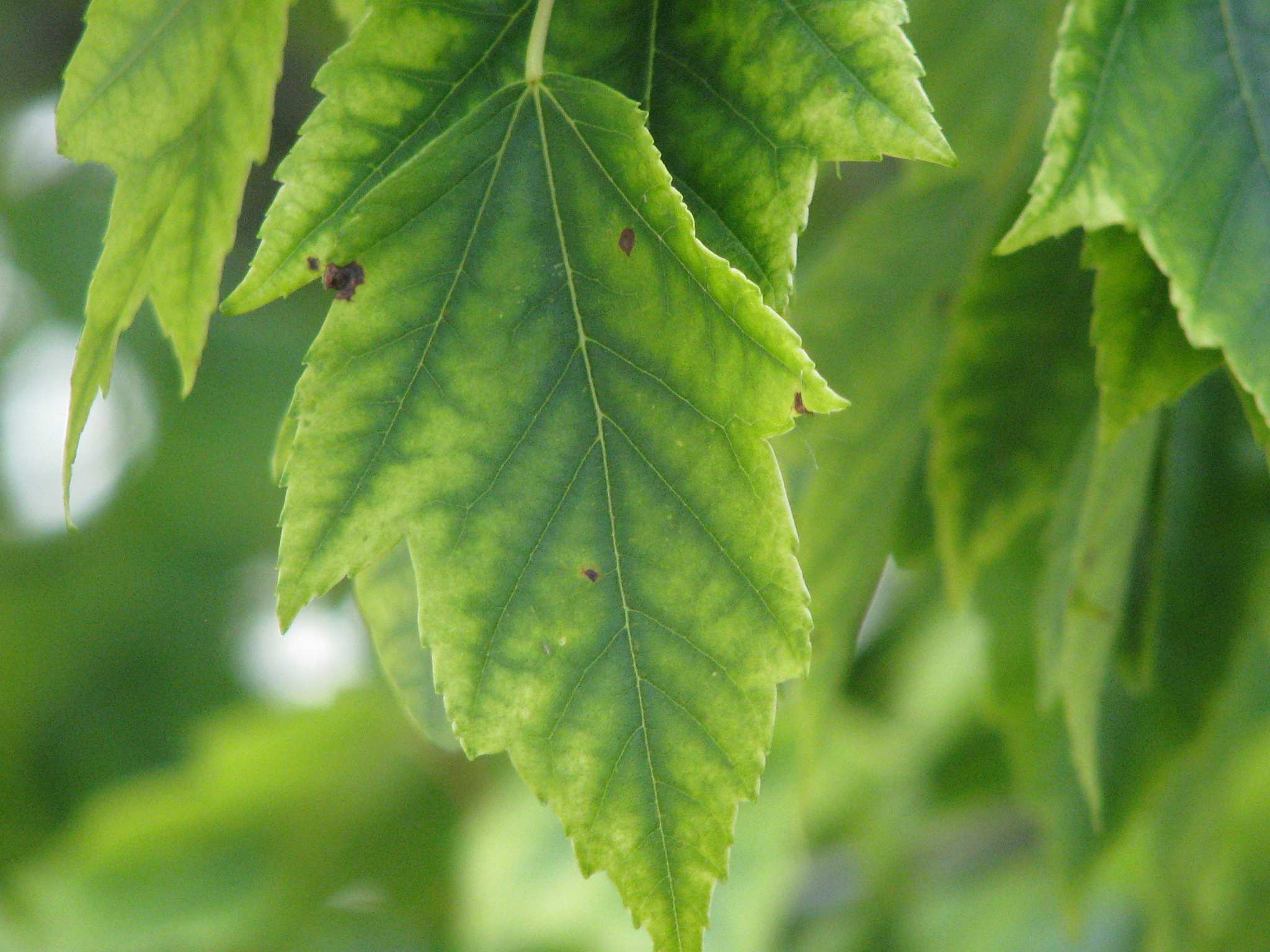 Manganese chlorosis on red maple leaf. | Owen Tree Service