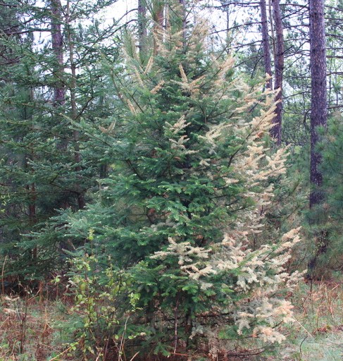 Hail damaged one side of this balsam fir. | Steven Katovich, Bugwood.org