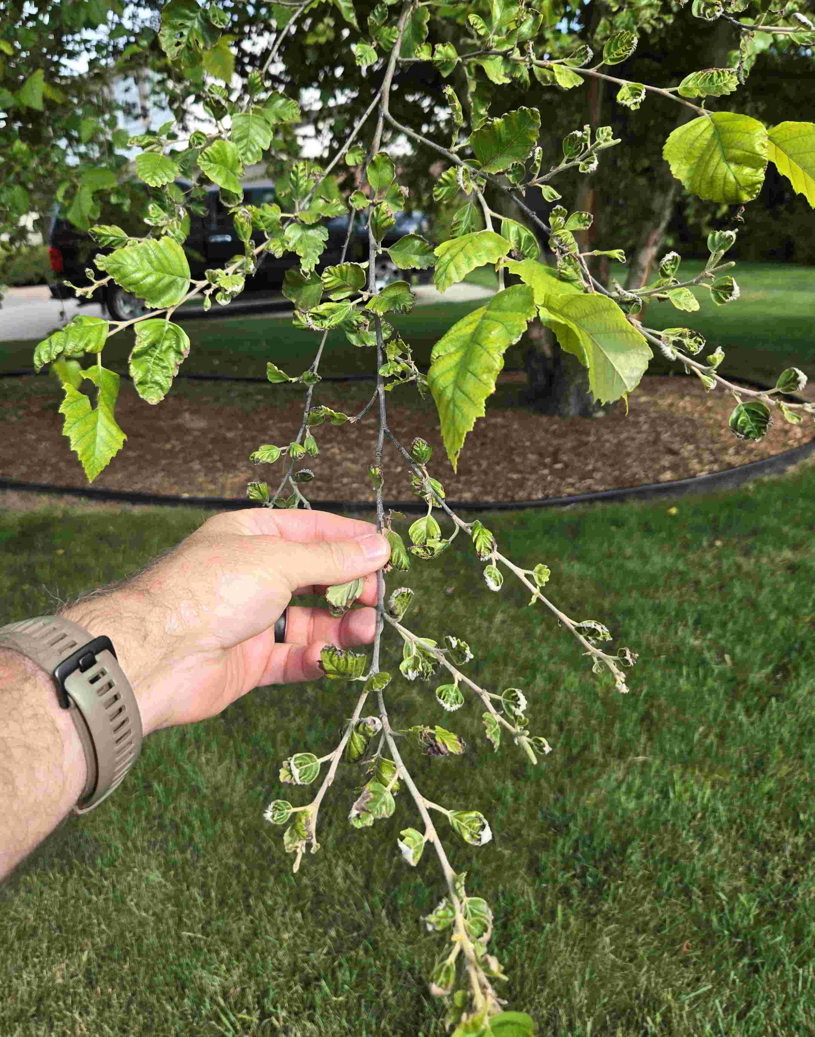 Mouse ear disorder causing leaf curling on birch tree.
