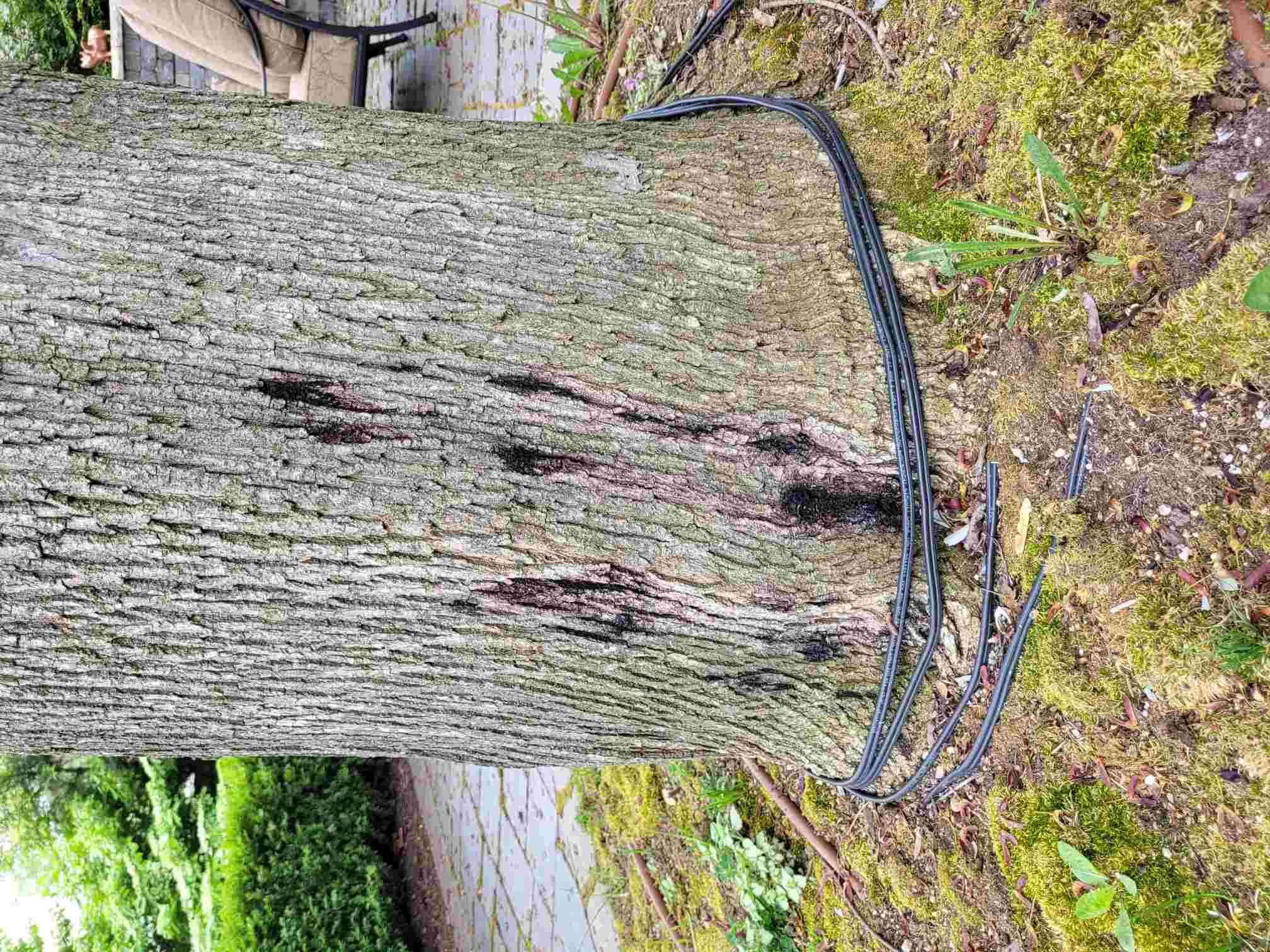 Phytophthora disease on a 'Crimson King' Norway maple. | Tom Morgan, Owen Tree and Lawn Care