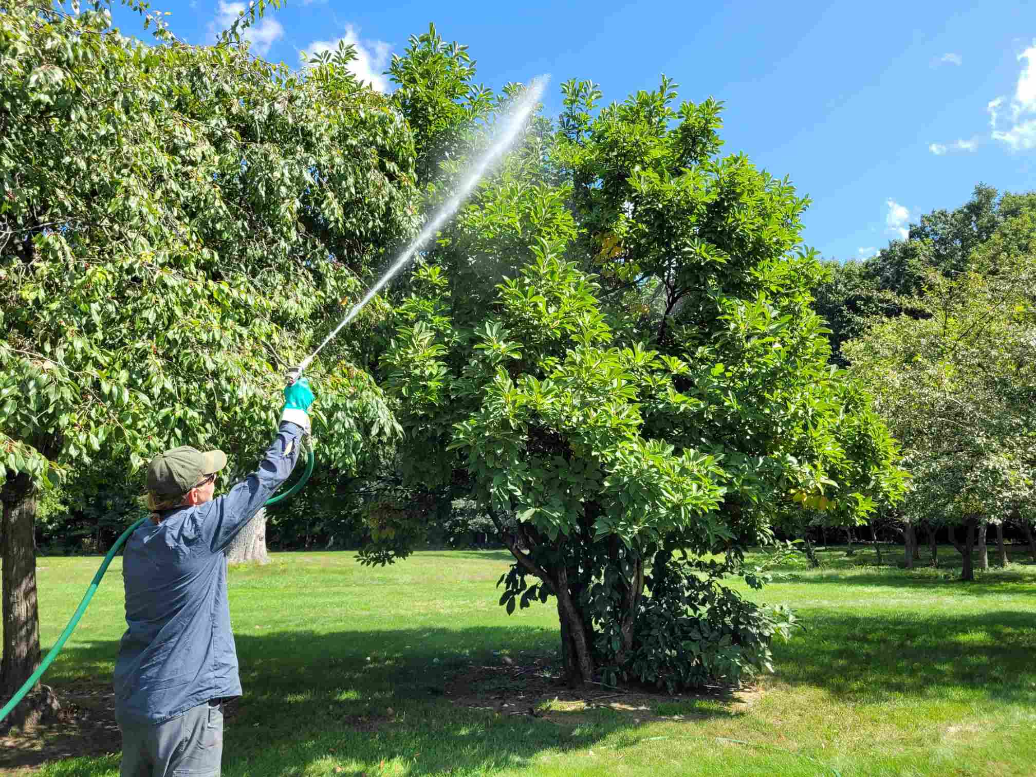 Spraying magnolia tree for magnolia scale. | Tom Morgan, Owen Tree & Lawn Care