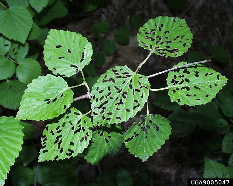 Feeding damage by viburnum leaf beetle on arrowwood viburnum. | Paul Weston, Cornell Univ., Bugwood.org