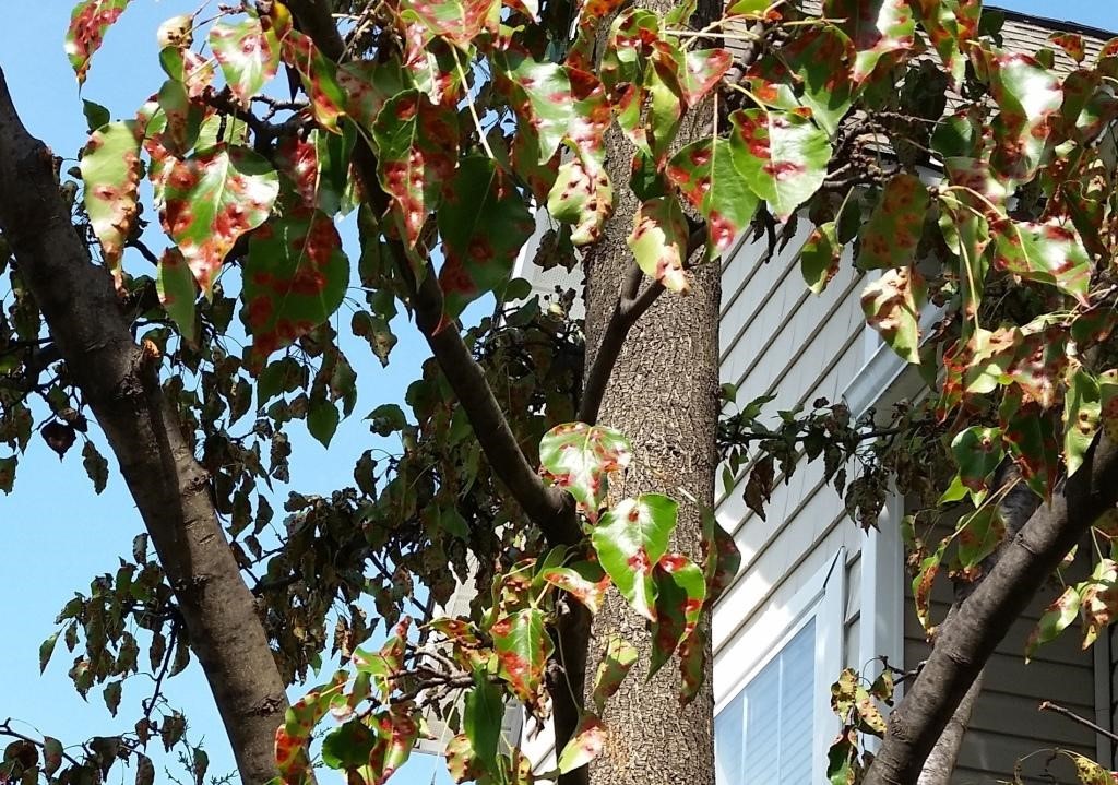 Flowering pear leaves infected with pear trellis rust