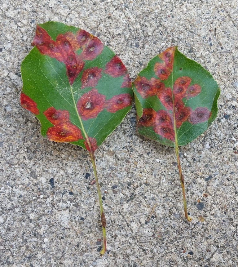 Pear trellis rust on flowering pear leaves. | Tom Morgan, Owen Tree Service
