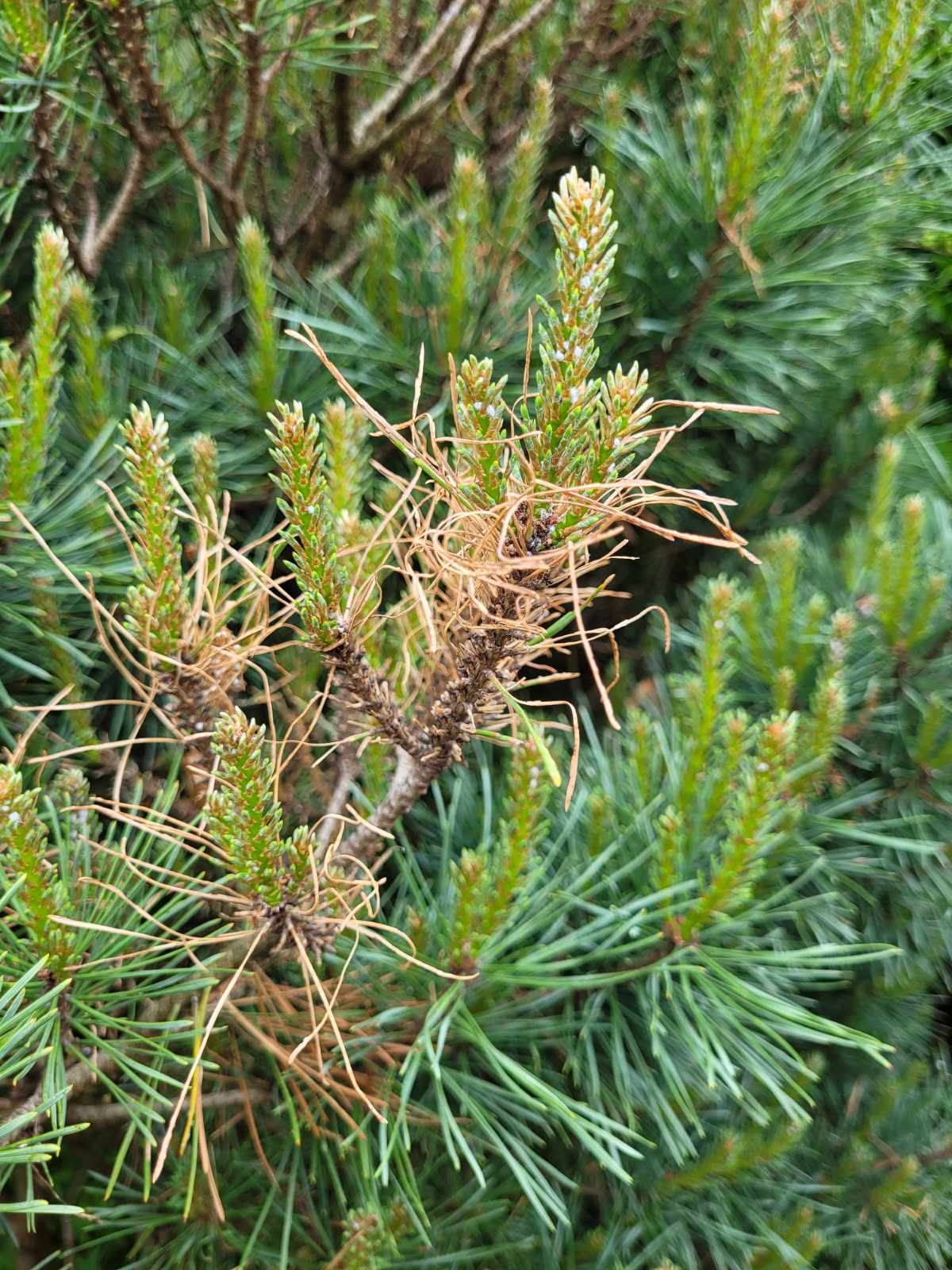 Supporting image for blog post: Pine Sawfly Impact on Trees and Shrubs