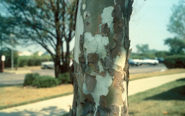 The bark of American sycamore has a mottled appearance. | Richard Webb, Bugwood.org