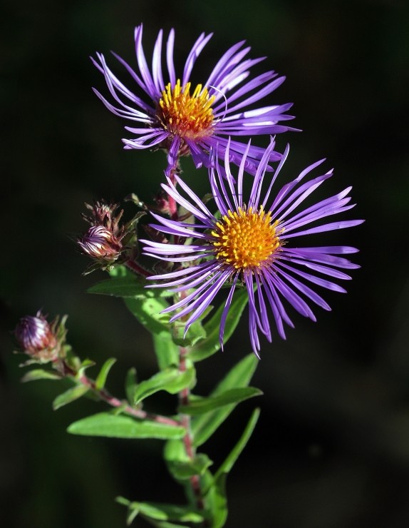 Close up of aster flower. | David Cappaert, Bugwood.org