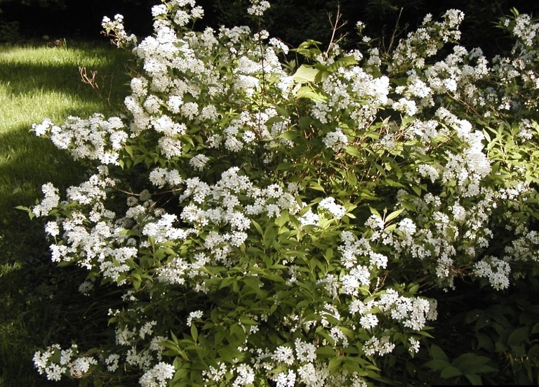 Deutzia plant in flower. | Dow Gardens, Bugwood.org