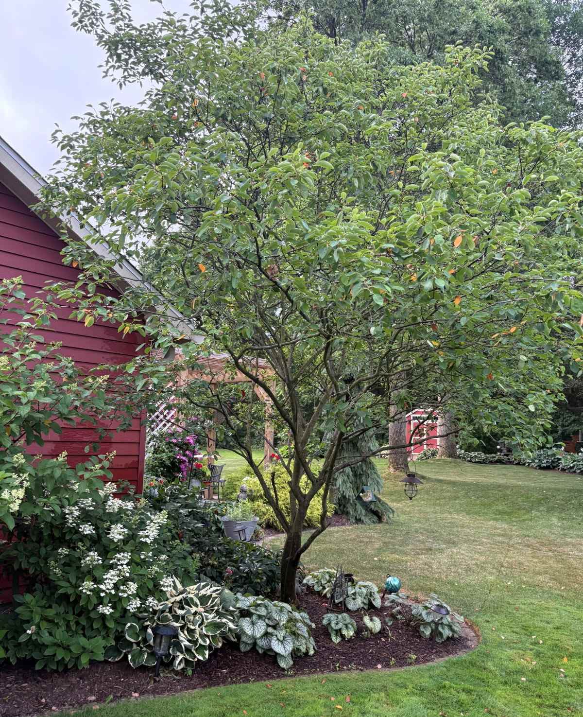 Tree-form serviceberry surrounded by hydrangea shrub and perennials. | Sean Crosby, Owen Tree Service