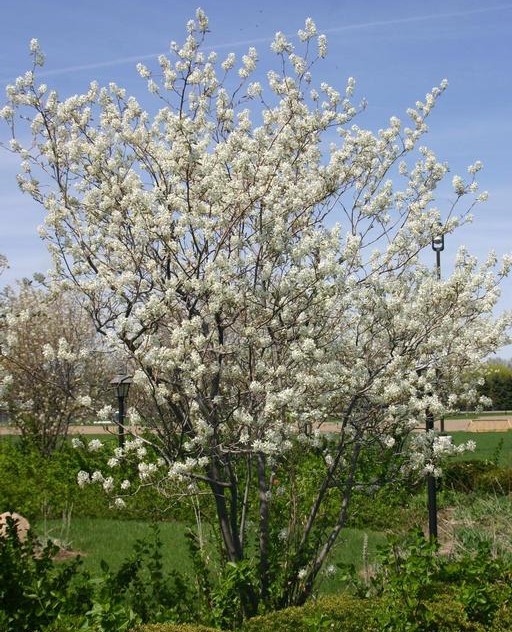 Shrub-form of Serviceberry in flower. | Denise Ellsworth, The Ohio State Univ., Bugwood.org