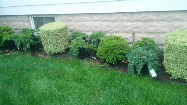 Evergreen plants provide color in all four seasons. | kconnors, morguefile.com
