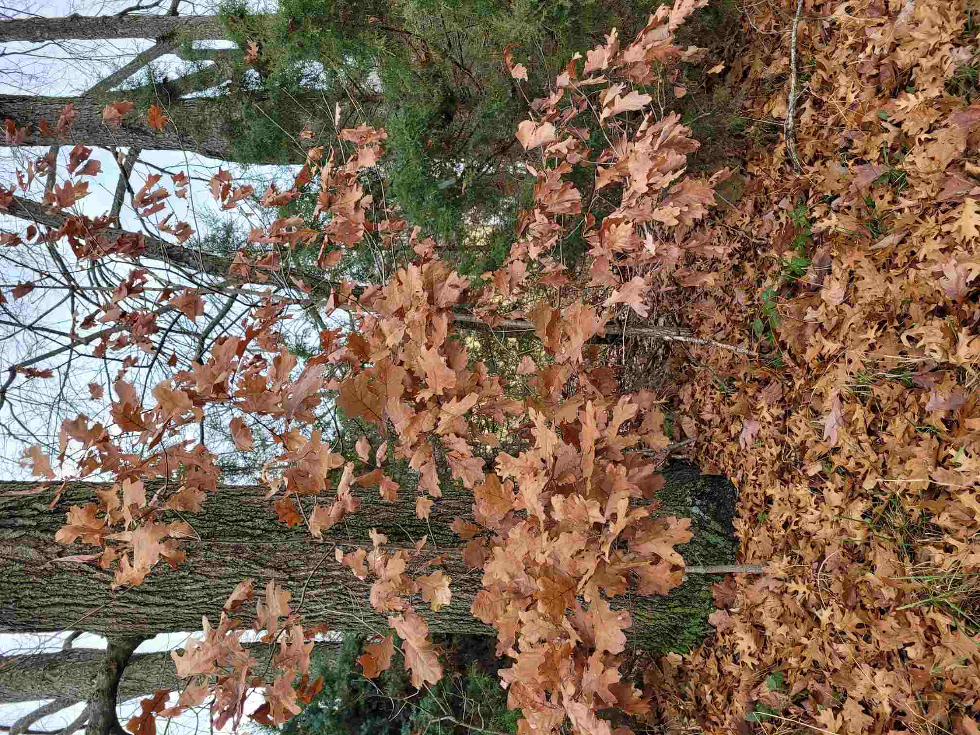 Oak tree holding leaves in late November. | Tom Morgan, Owen Tree Service