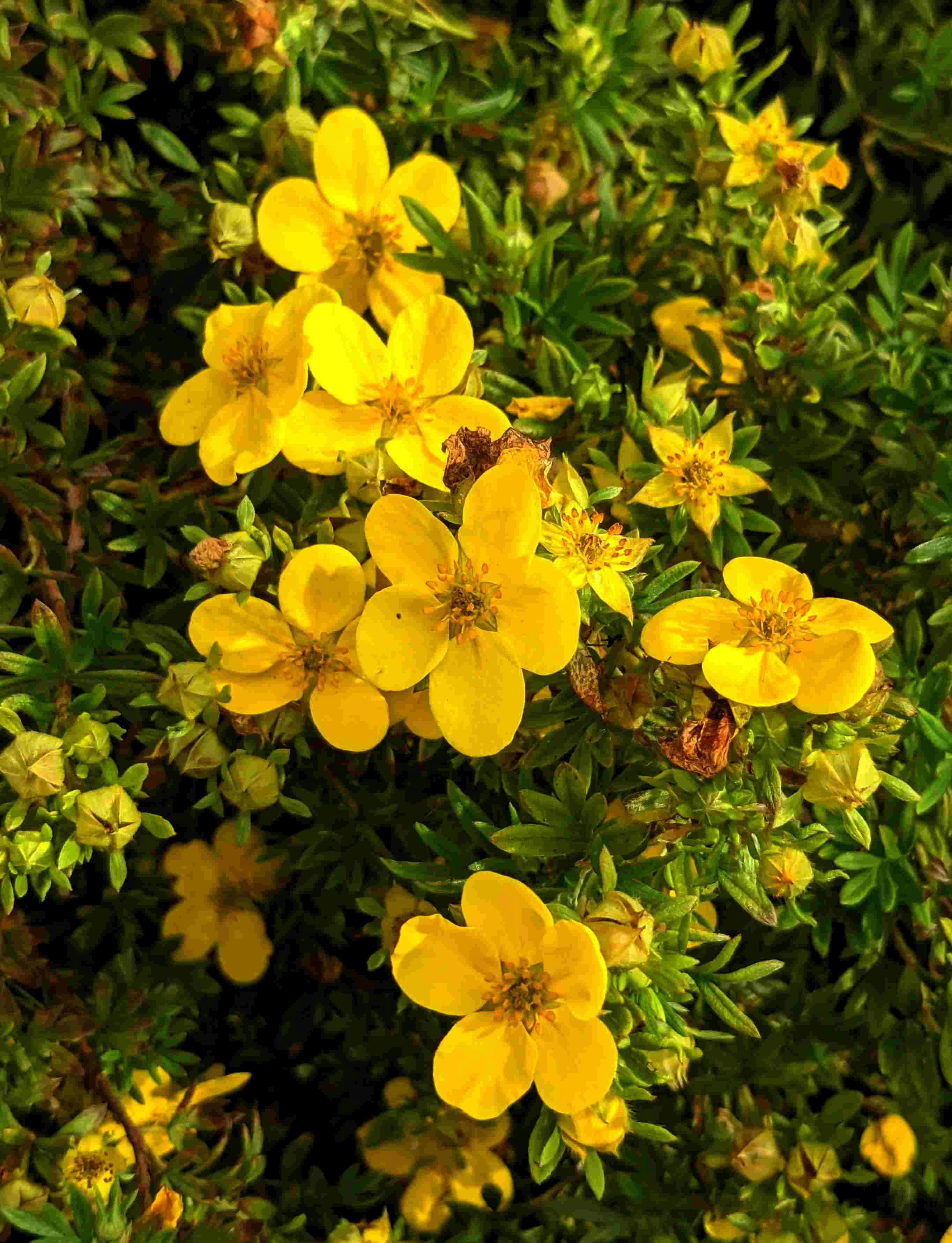 Potentilla shrub in flower. | Guzel Sadykova, pexels.com