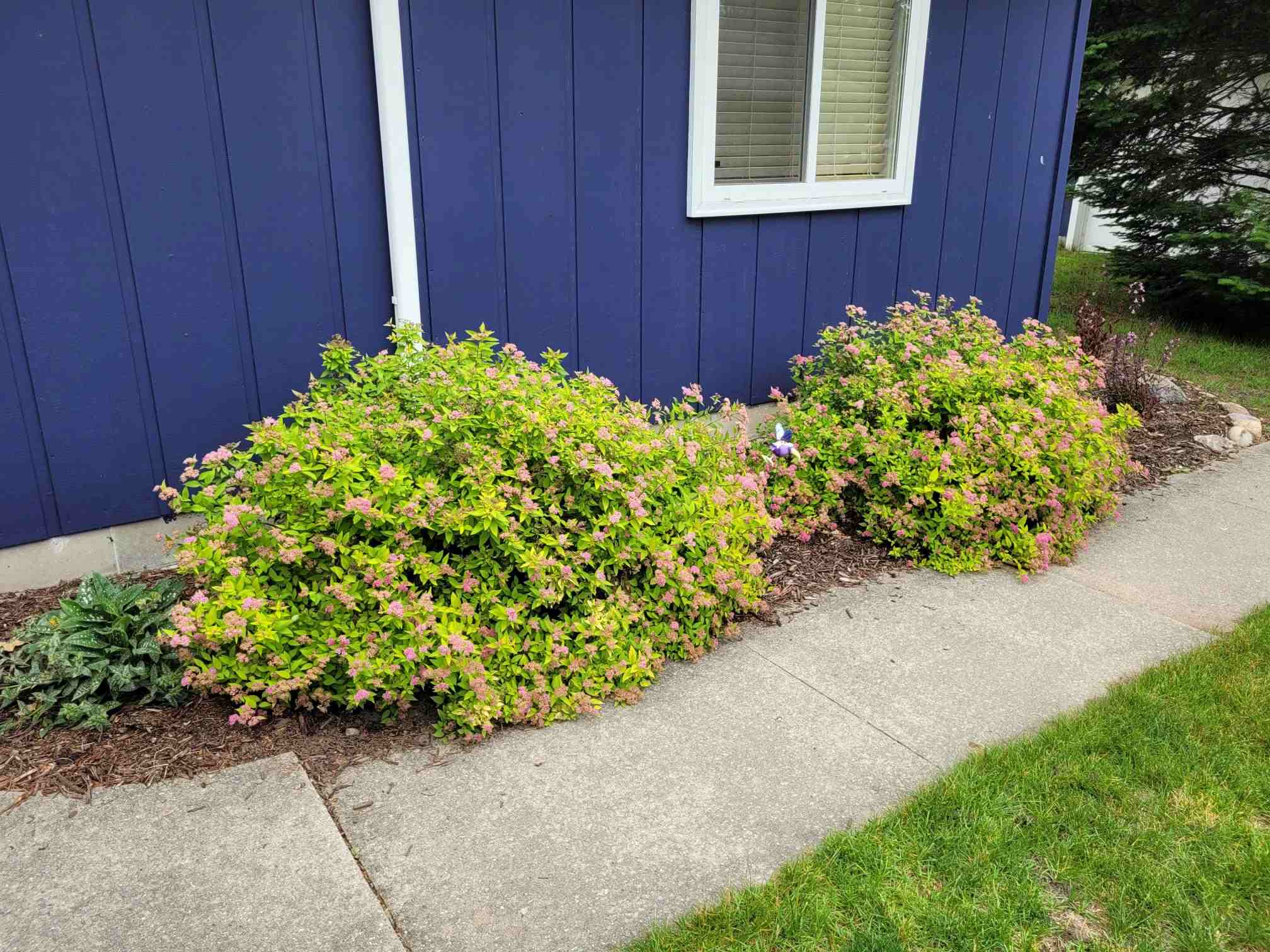 Supporting image for blog post: Choosing the Right Shrubs for Your Front Yard in Southeast Michigan