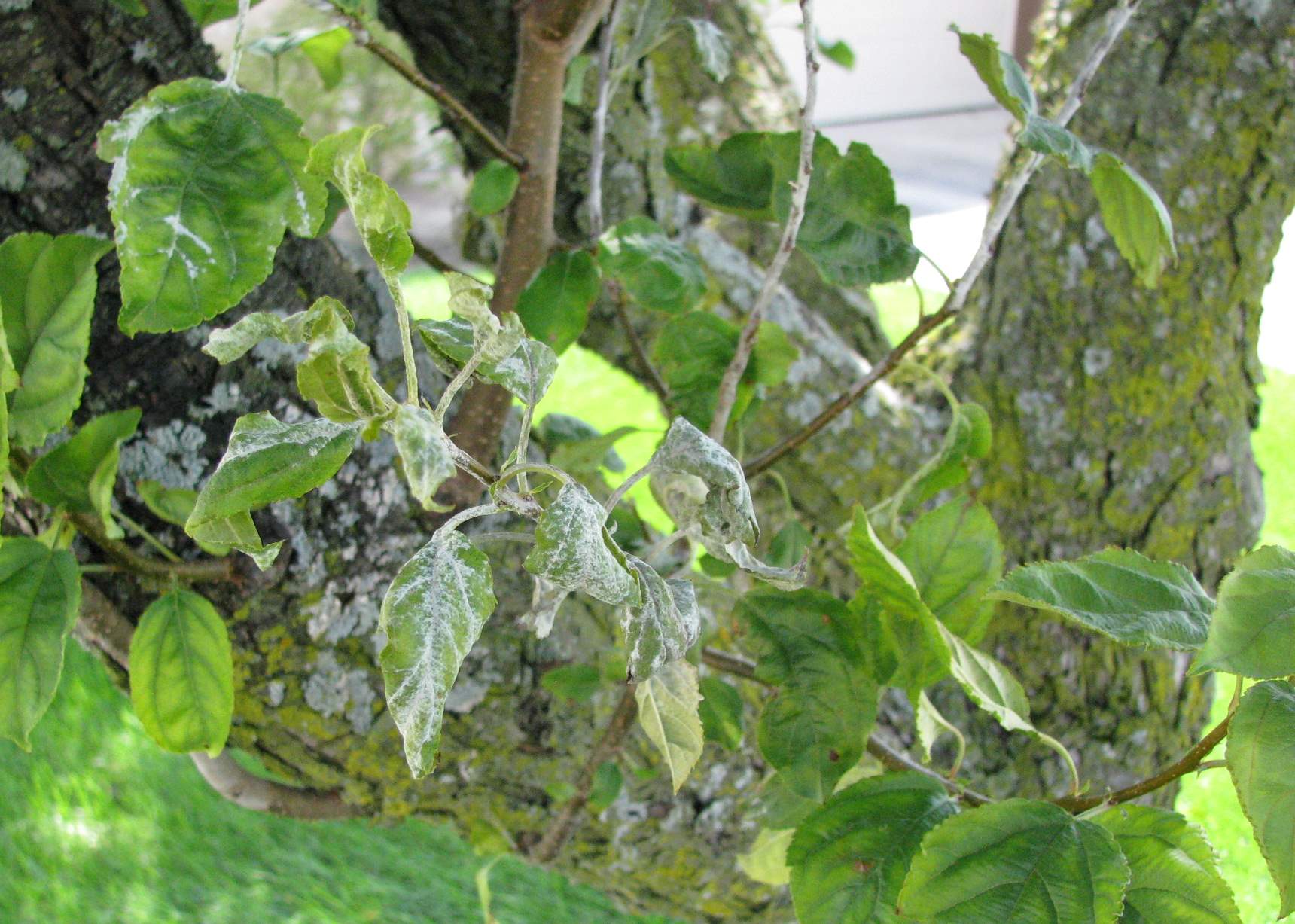 Powdery mildew on tree leaves