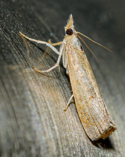 Sod webworm adult moth.|Keshava Mysore, Bugwood.org