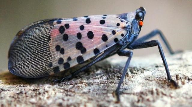 Spotted Lanternfly-Adult