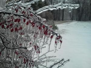 Storm Damaged Ice Coated Shrub