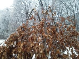 Broken branches from ice storm. | Tom Morgan, Owen Tree Service