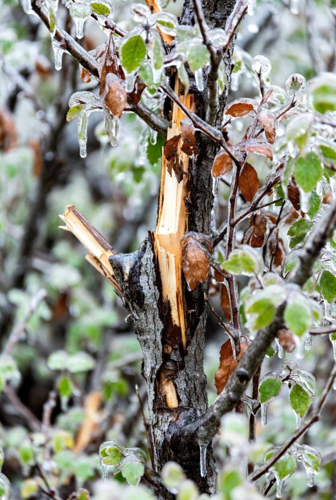 Tree damage from ice storm. | Trisha Boyd, Owen Tree Service