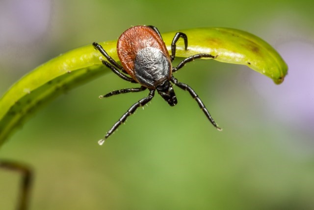 Tick on a leaf waiting for an animal or human to brush against the foliage. Photo Erik Karits, Pixabay.com